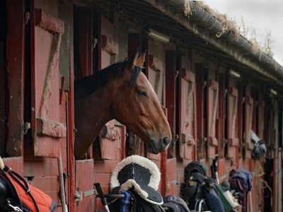 travaux d'écurie redim